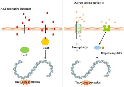 Peptides as Quorum Sensing Molecules: Measurement Techniques and Obtained Levels In vitro and In vivo